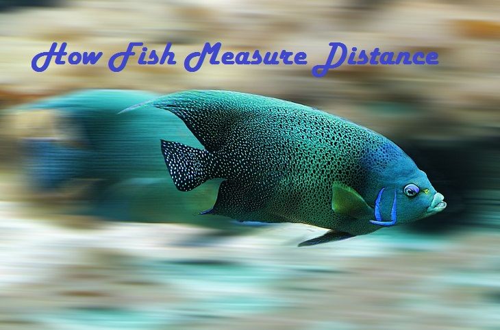 Fish Measure Distance