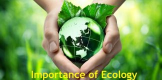 why is ecology important