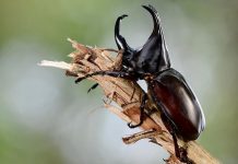 Different Types of Beetles