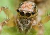Different Types of Spiders