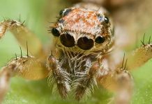 Different Types of Spiders