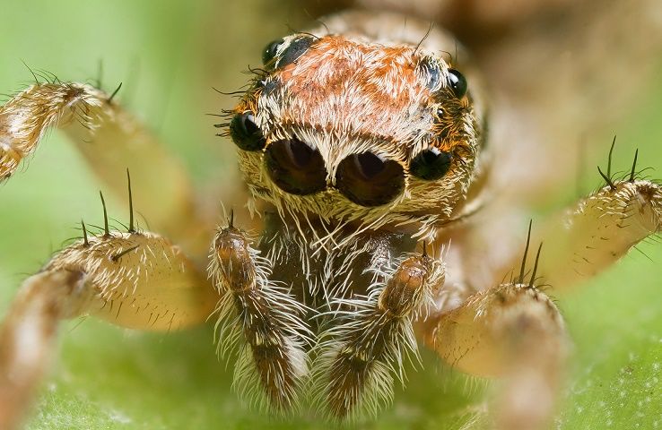 Facts About The Different Types of Spiders
