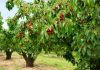 Cherry Tree review