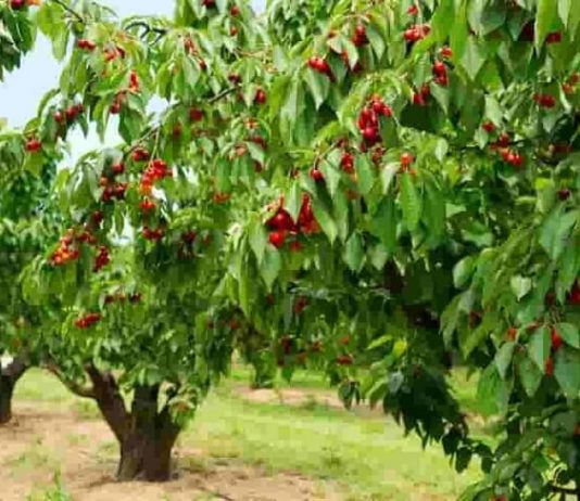 Cherry Tree review