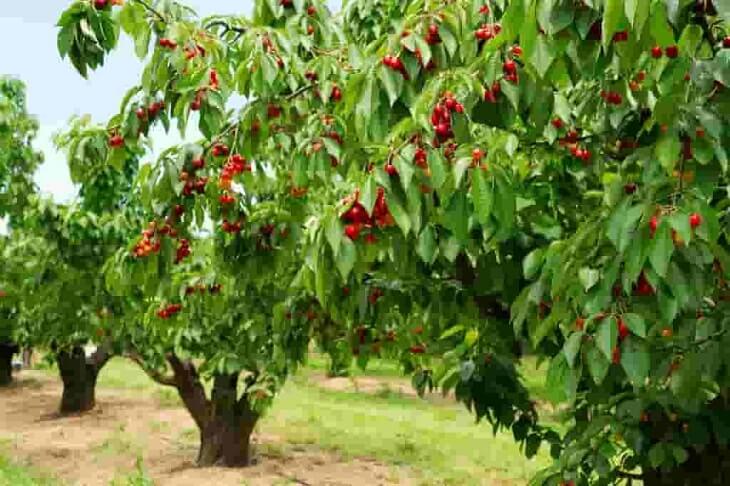 Planting Your Own Dwarf Cherry Tree