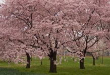Okame Cherry Tree review