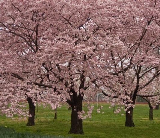 Okame Cherry Tree review