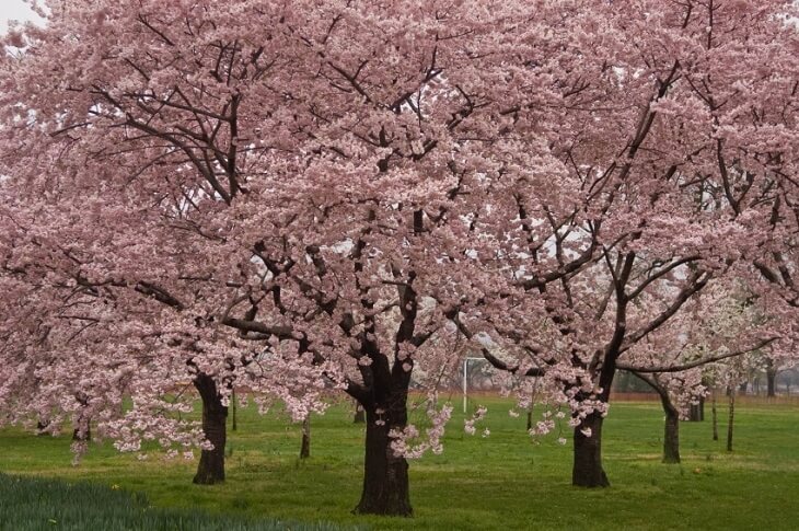 Facts About The Okame Cherry Tree