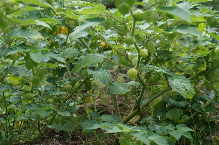 The Ground Cherry – A Little Known Plant