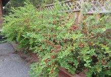 best cherry bush review