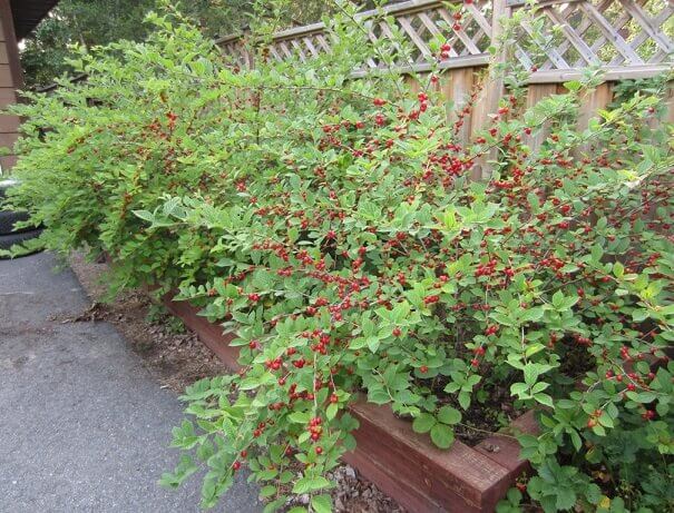 Unraveling Variations Of The Cherry Bush, From Ornamental To Eating