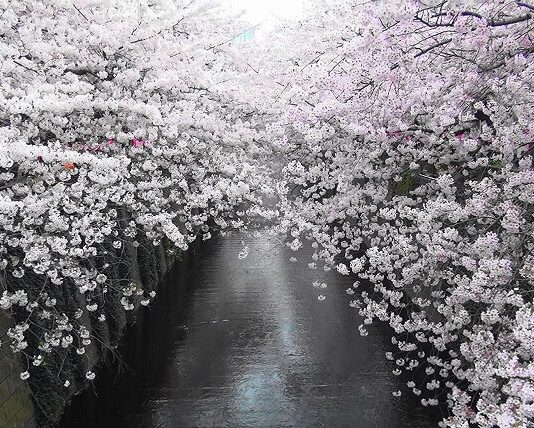 best cherry blossom branches beauty