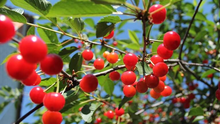 Facts about the Yoshino Cherry Tree