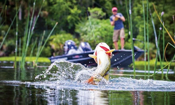 Bass Fishing Reports: Why They Are Important