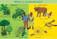meaning of biodiversity