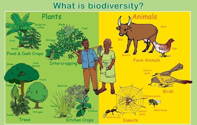 General meaning of biodiversity