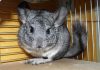 How to choose cages for chinchillas