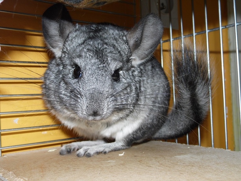 How to Choose Cages for Chinchillas